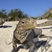 iguana_cuban_jar_v_2092_cub5206.jpg